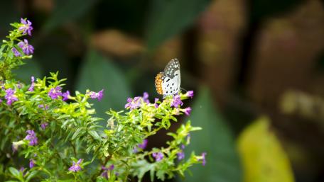 Colorful Butterfly Resting on Vibrant Flowers wallpaper