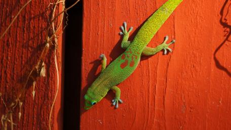 Vibrant Gecko on Colorful Background wallpaper