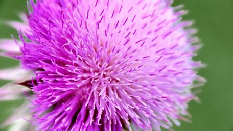 Vibrant Purple Flower Close-Up Beauty wallpaper