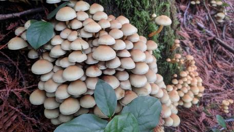 Mushroom Cluster in a Forest Setting wallpaper