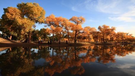 Autumn Serenity with Reflections in a Lake wallpaper