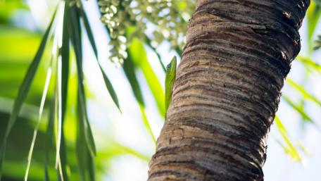 Lizard Camouflaging in Tropical Greenery wallpaper