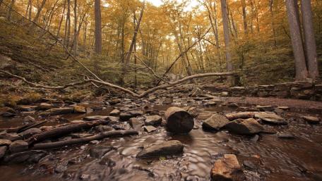Serene Autumn Forest Landscape wallpaper