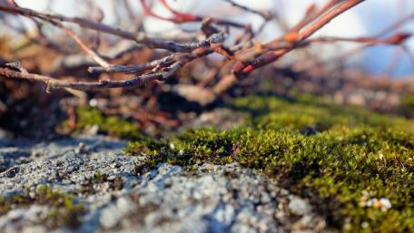 Lush Moss and Twigs in Nature's Embrace wallpaper