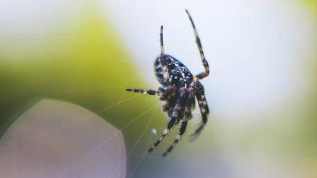Intricate Spider in Nature’s Web wallpaper
