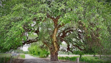 Majestic Tree Canopy Over the Pathway wallpaper