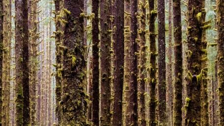 Enchanted Forest of Tall Trees wallpaper