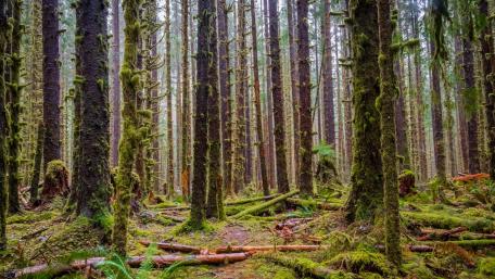 Mossy forest wallpaper