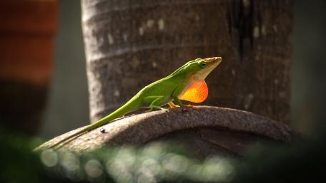 Vibrant Green Lizard Displaying Its Colors wallpaper