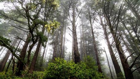 Misty Forest Wonderlands wallpaper