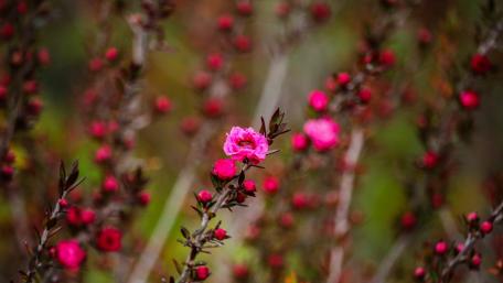Blurry Blooms of Pink Beauty wallpaper