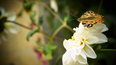 Delicate Butterfly on White Flowering Plant wallpaper