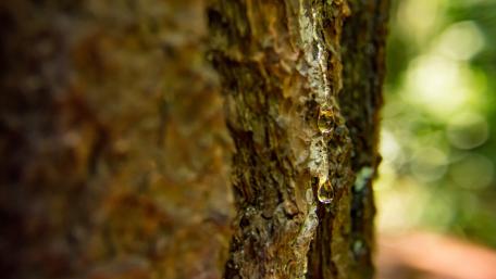 Nature's Tranquil Essence Shown in Tree Trunk Detail wallpaper