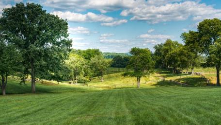 Serene Green Meadow Landscape wallpaper