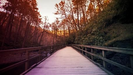 Serene Forest Boardwalk at Sunset wallpaper