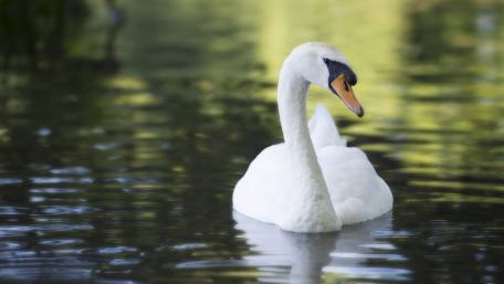 Elegant Swan Swimming Through Calm Waters wallpaper