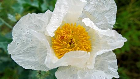 Elegant White Flower Blossom with Yellow Center wallpaper