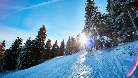 Winter Wonderland Amidst Majestic Pines wallpaper