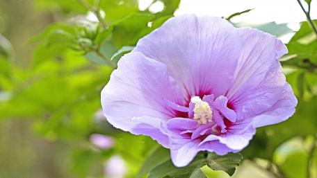 Vibrant Hibiscus Blossom in Nature's Embrace wallpaper