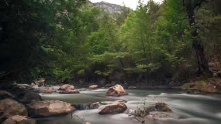 Serene Forest Stream Landscape wallpaper