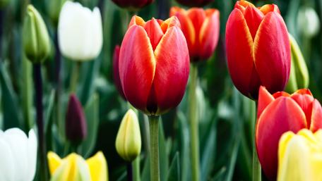 Vibrant Tulip Garden Blooms wallpaper