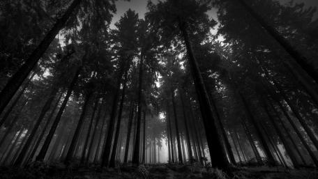 Forest wallpaper