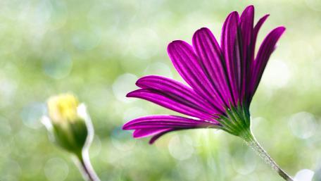 Vibrant Purple Flower with Dreamy Bokeh Effect wallpaper