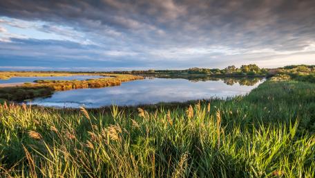 Tranquil Wilderness Reflections in a Marsh Lake wallpaper