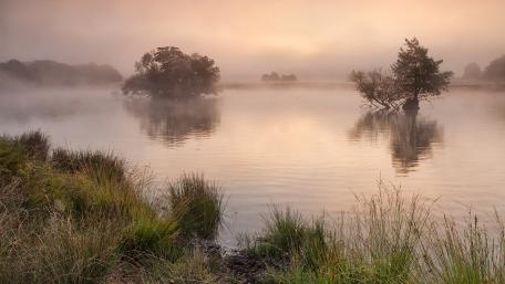 Misty Wetland Reflections at Dawn wallpaper
