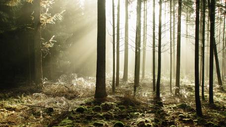 Sunlight Streaming Through the Forest's Embrace wallpaper