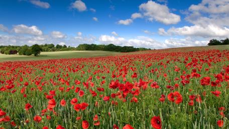 Vibrant Summer Poppy Field Under Fluffy Clouds wallpaper