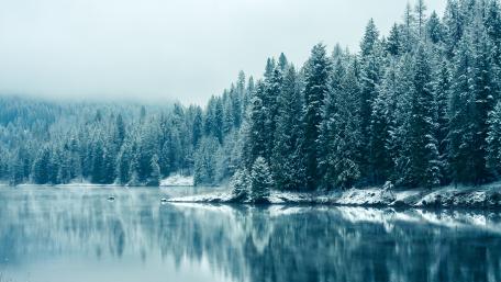 Hoary lakeshore pine forest wallpaper