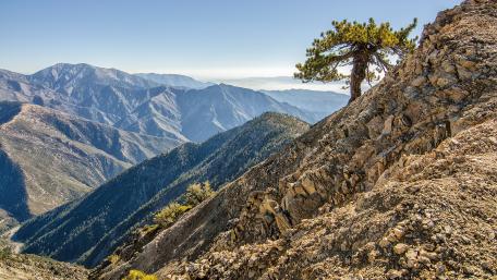 Majestic Lone Tree on Mountain Summit wallpaper