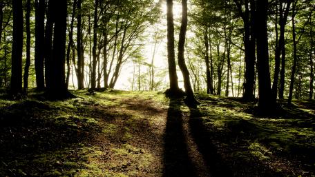 Sunlit Forest: Dance of Shadows and Light wallpaper