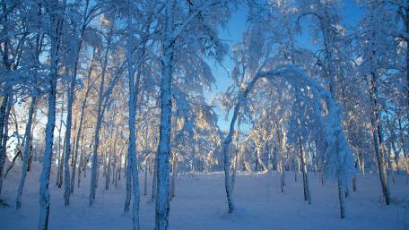 Winter Wonderland in Blue Light wallpaper
