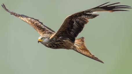 Majestic Golden Eagle in Flight wallpaper