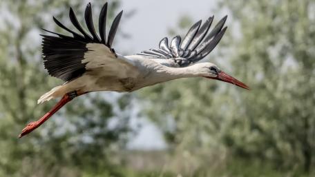 Elegant Stork in Flight Over Nature Scene wallpaper