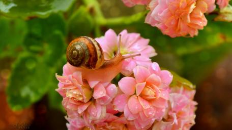 Delicate Snail on Pink Petals wallpaper