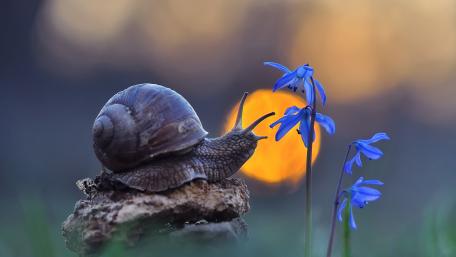 Serene Snail Against Blue Flowers at Dusk wallpaper