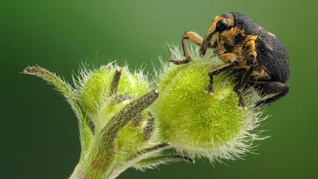 Macro View of a Striking Green Beetle Detailed on a Bud wallpaper