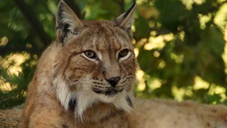 Majestic Lynx in Nature's Embrace wallpaper