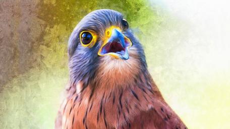 Kestrel Majesty in Vivid Colors wallpaper