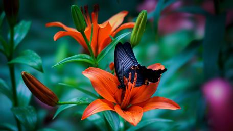 Black butterfly wallpaper