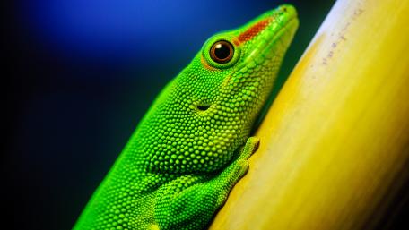 Vibrant Green Lizard on Bamboo Background wallpaper
