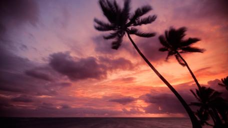 Tropical Sunset Serenity wallpaper