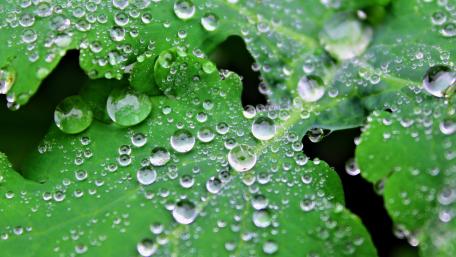 Fresh Green Leaves with Waterdrops Shine Brightly in Nature's Light wallpaper