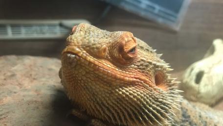 Bearded Dragon Close-Up in Stunning Detail wallpaper