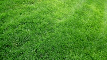 Lush Green Grass in Nature Scene wallpaper