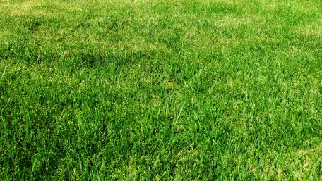 Lush Green Grass Under Bright Sunlight wallpaper