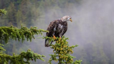 Majestic Eagle Overlooking Its Domain wallpaper